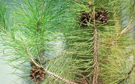 Pine cone on branches of tree in summer, stock photo