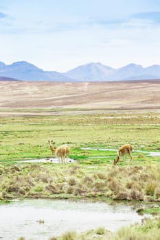 landscape in Andes.  Peru.