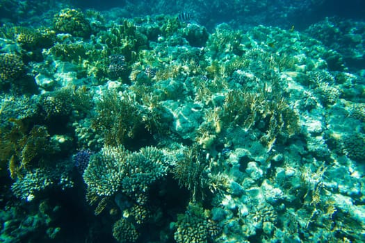 underwater scene with copy space..