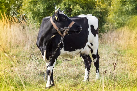Black and white cow  in a field on sunny autumn day