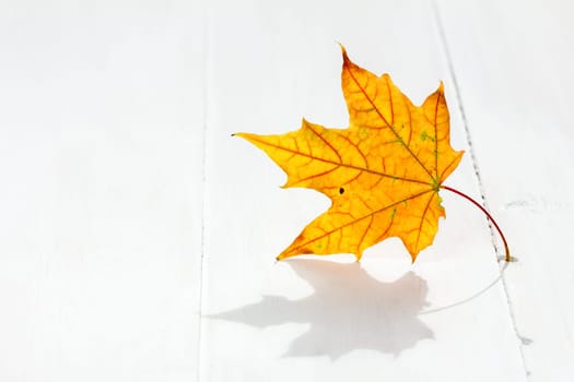 Autumn maple leaf on the white wooden floor