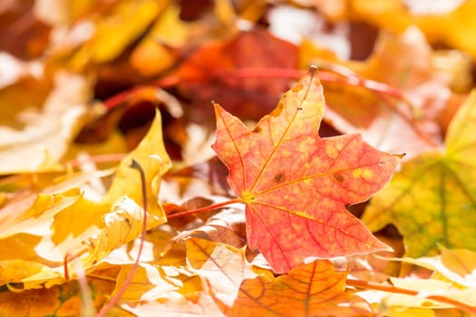 Background of colorful fall leaves on forest floor