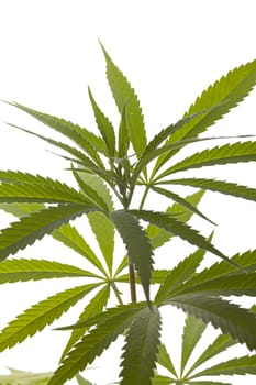Cannabis marijuana plant with green leaves drugs close-up isolerite against white background
