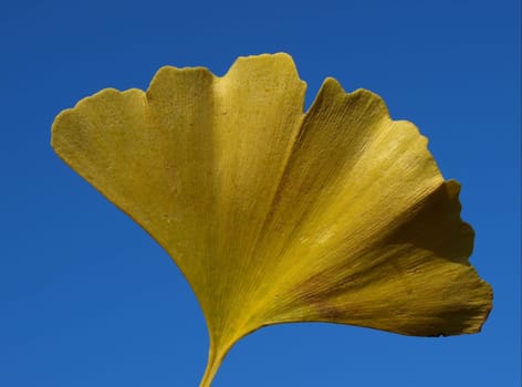 Ginkgo Leaf - Autumn