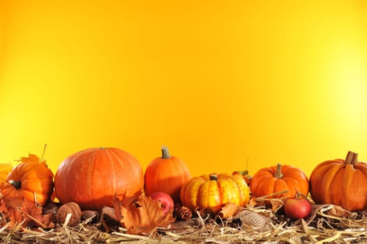Halloween - many different pumpkins on straw against orange background with text space