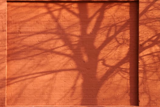 The branches and branches of a tree cast a shadow on a brick wall.