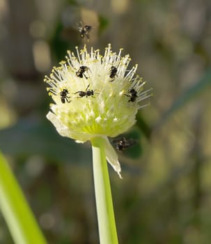Very small minute Australian native stingless bees Tetragonula on an onion flower