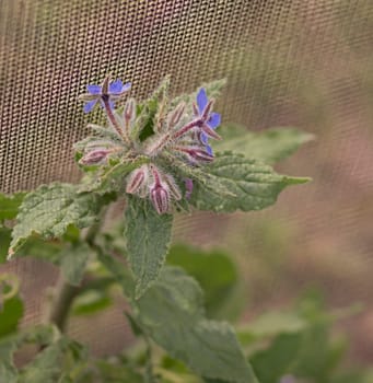 Organic Gardening, Borage Flowering in spring with blooms of blue flowers