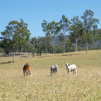 Australian Country Scene - Beef Cattle Country with 3 three cows and tall gum trees blue sky and green grass