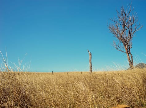 Blue Sky Horizon, an Australian rural landscape scene with dead tree