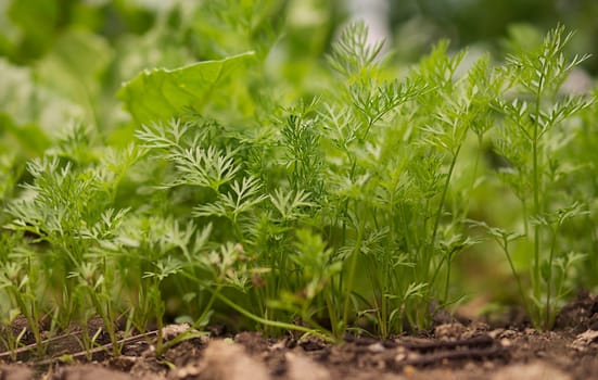 Organic Gardening, Green Vegetables and Carrot tops growing in garden in spring