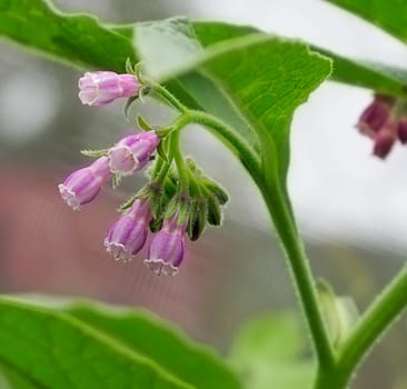 Spring time, purple flowers of comfrey Symphytum officinale or comphrey a perennial flowering plant, organic herb growing in garden