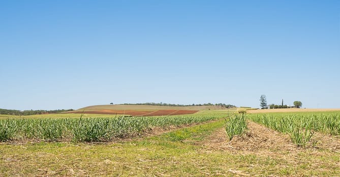 Australian sugarcane plantation in spring after winter harvest with new cane growing and some ploughed paddocks