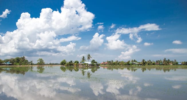 Paddy field with blue sky