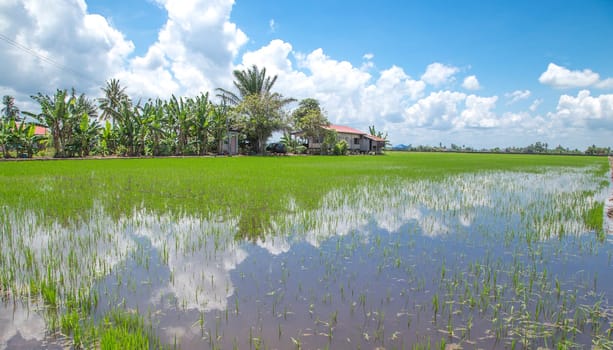 Paddy field with blue sky