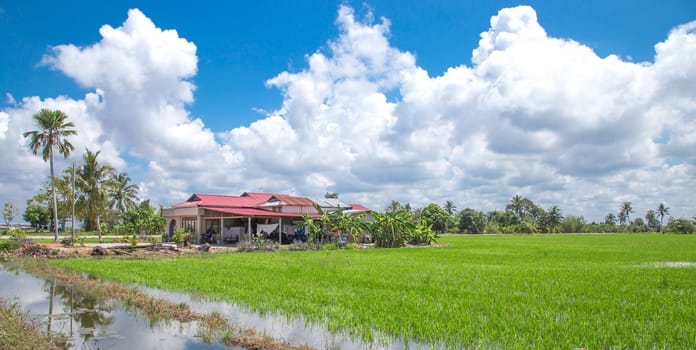 Paddy field with blue sky