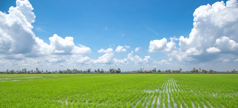 Paddy field with blue sky