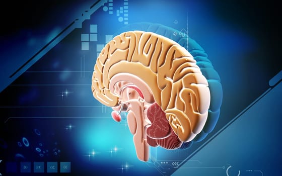 Digital illustration of brain in colour background