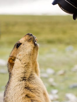 Funny surprising marmot on the meadow looking into the lens (Ladakh, India)