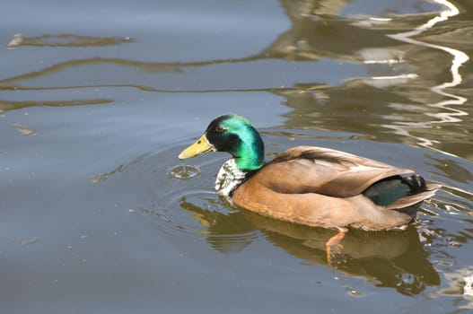 Greenland Mallard swimming