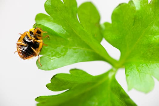 Close-up of a ladybug lying on its back on a green leaf against a white background