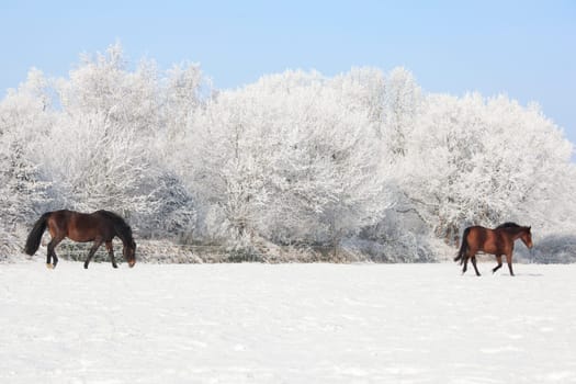 two brown Holstein mares go through the snow in winter