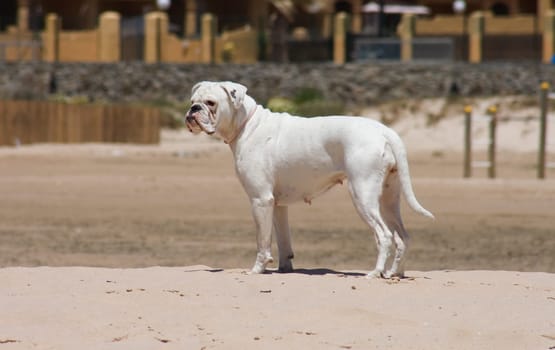 Female white boxer dog playing at the beach of Los Lances, Tarifa, Spain