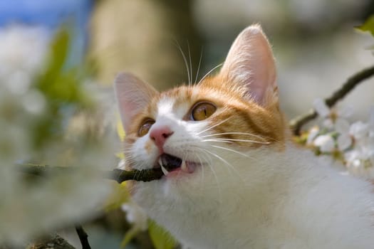 Playing cats in nature,cat portraits