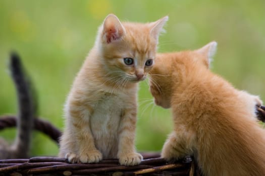 Playing cats in nature,cat portraits
