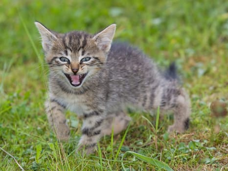 Playing cats in nature,cat portraits