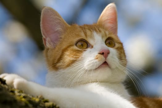 Playing cats in nature,cat portraits