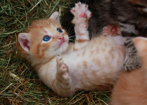 Playing cats in nature,cat portraits