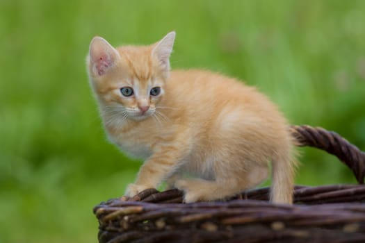 Playing cats in nature,cat portraits
