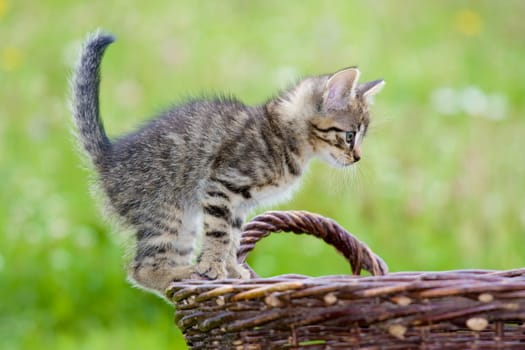 Playing cats in nature,cat portraits