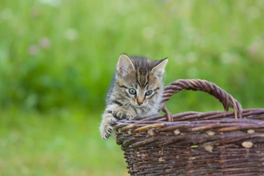 Playing cats in nature,cat portraits