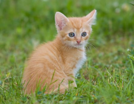 Playing cats in nature,cat portraits