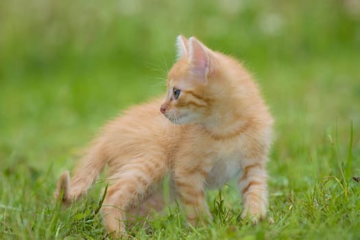 Playing cats in nature,cat portraits