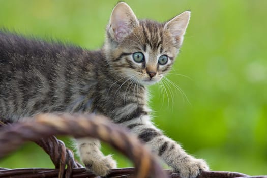 Playing cats in nature,cat portraits
