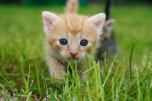 Playing cats in nature,cat portraits