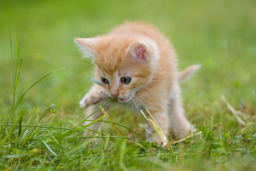 Playing cats in nature,cat portraits