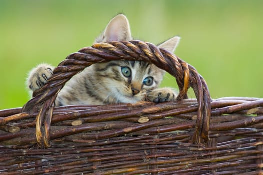Playing cats in nature,cat portraits