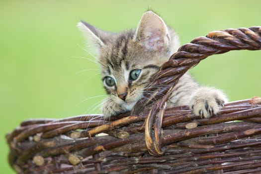 Playing cats in nature,cat portraits
