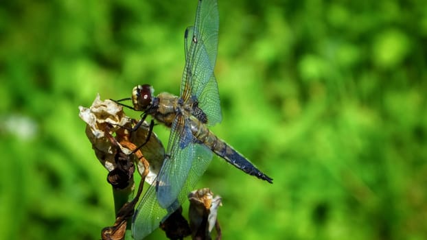 Dragonfly on a twig on the shore of lake