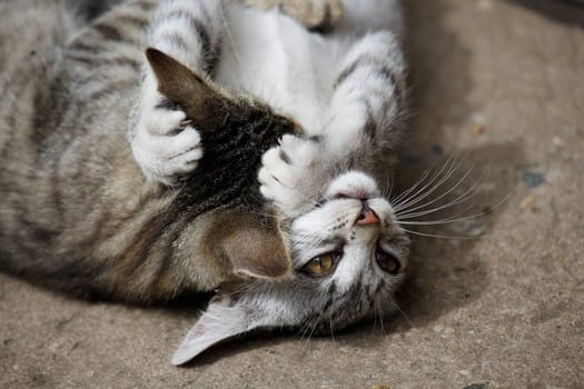 Playing cats in nature,cat portraits