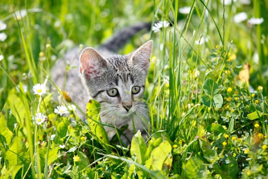 Playing cats in nature,cat portraits
