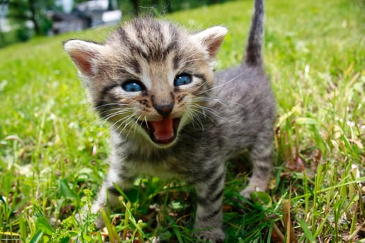Playing cats in nature,cat portraits