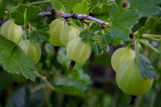 Green fruit gooseberries in the garden in the spring