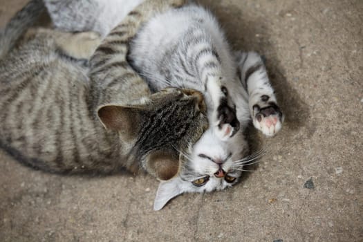 Playing cats in nature,cat portraits