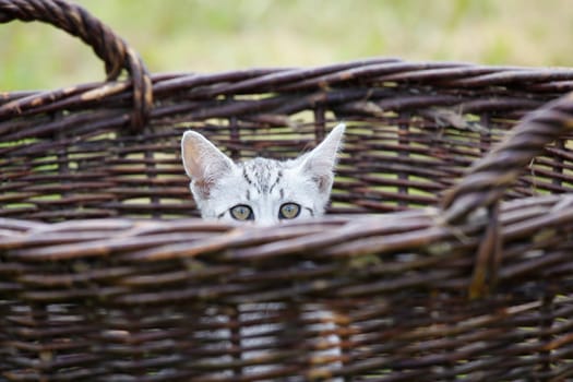 Playing cats in nature,cat portraits