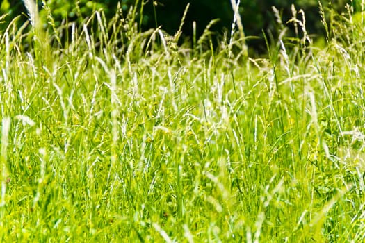 Summer picture of green saturate grass texture